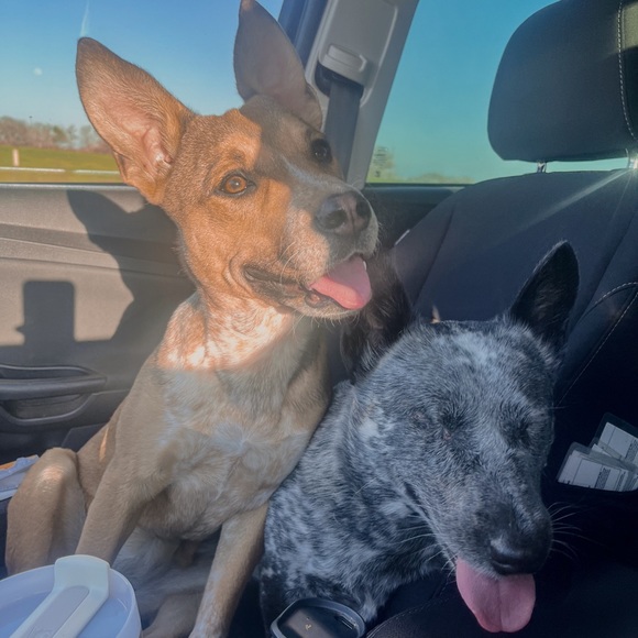 Meet your Posher, Megan - Picture 3 of 3